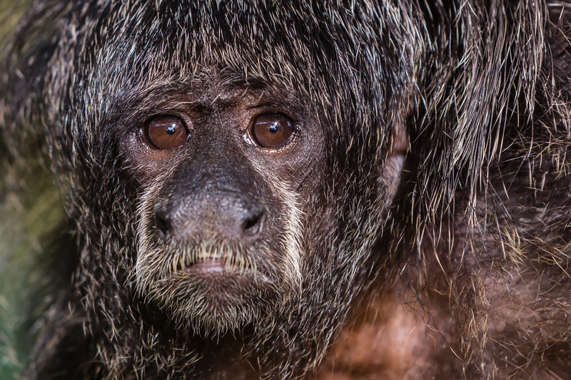 A face detail of a Monk saki monkey who lives in San Francisco Village, Upper Amazon River Basin, Loreto, Peru
