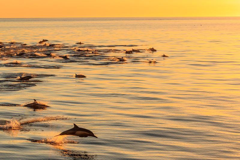 A pod of long-beaked common dolphins, delphinus capensis, swiming in the Gulf of California, Baja California Sur, Mexico