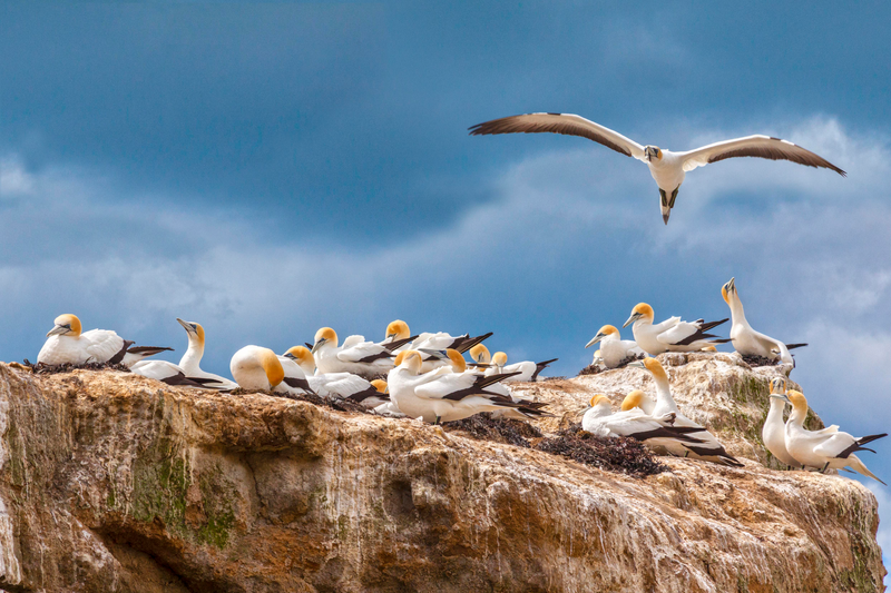 Black Reef Gannet Colony, Cape Kidnappers, Hawkes Bay, North Island, New Zealand.