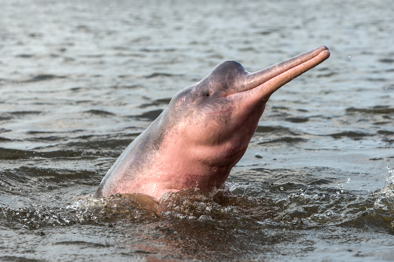 Boto Amazon River Dolphin
