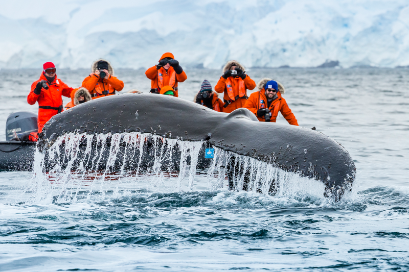 Guests on a zodiac expedition have a thrilling encounter as a Humpback Whale dives and shows off his fluke at Paradise Harbor, Antarctic Peninsula, Southern Ocean, Antarctica