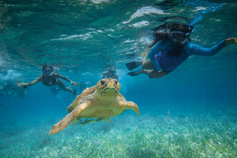 Belize. Snorkeling with Loggerhead turtle.