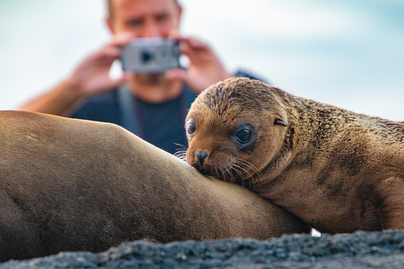 Photographer taking a shot of one of the many Sea Lion pups on the coast of Puerto Egas, Santiago Island.