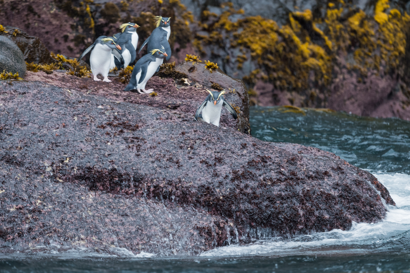 Northern Rockhopper Penguins Land in Small Groups on Gough Island, Atlantic Ocean, UK