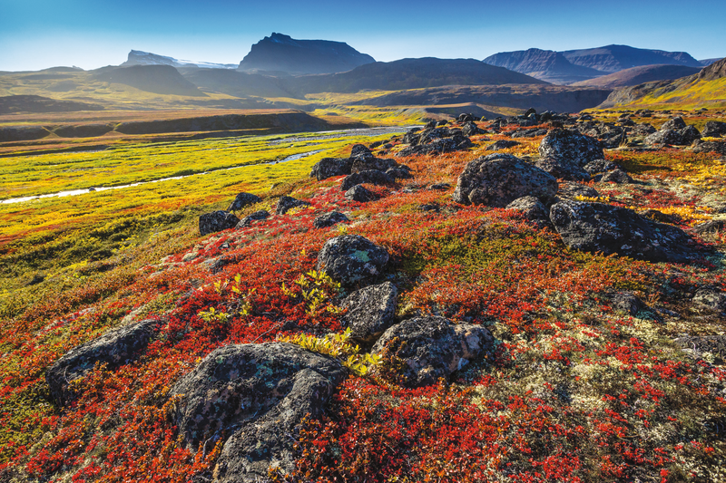 A tundra view of fall color on Disko Island, Greenland