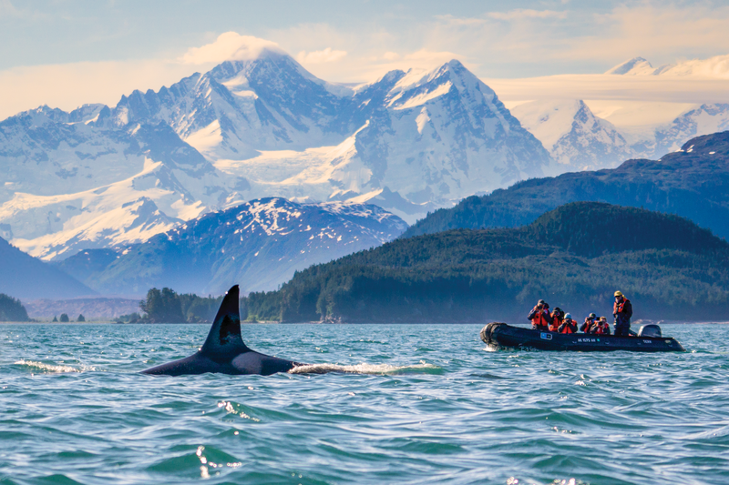 Guests in zodiac get a close-up encounter with a Killer whale in Alaska