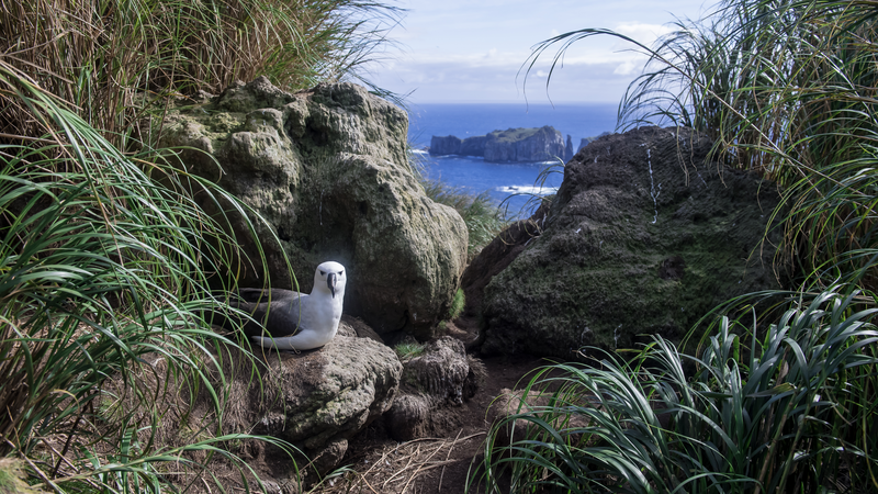 Atlantic Yellow-nosed Albatross with a Spectacular View from the Nest on Nightingale Island, Atlantic Ocean, UK