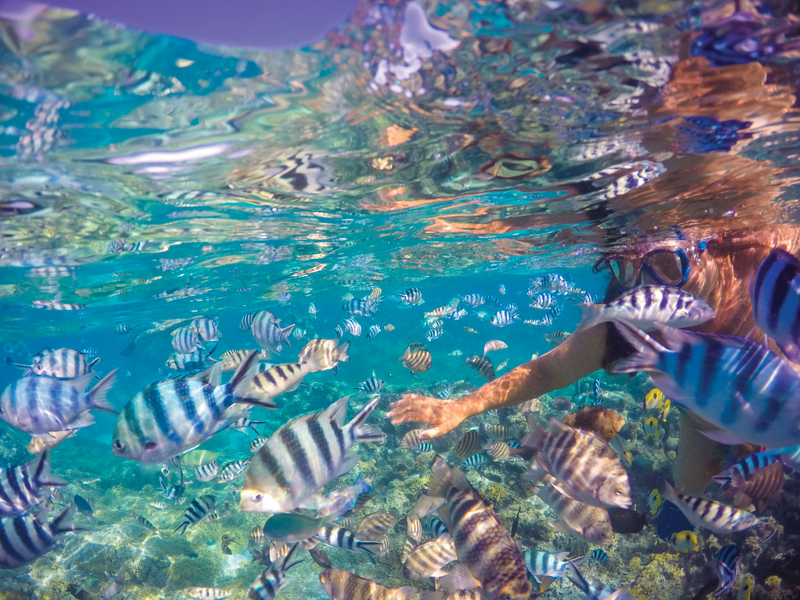A guest snorkels with fish in Bora Bora, French Polynesia