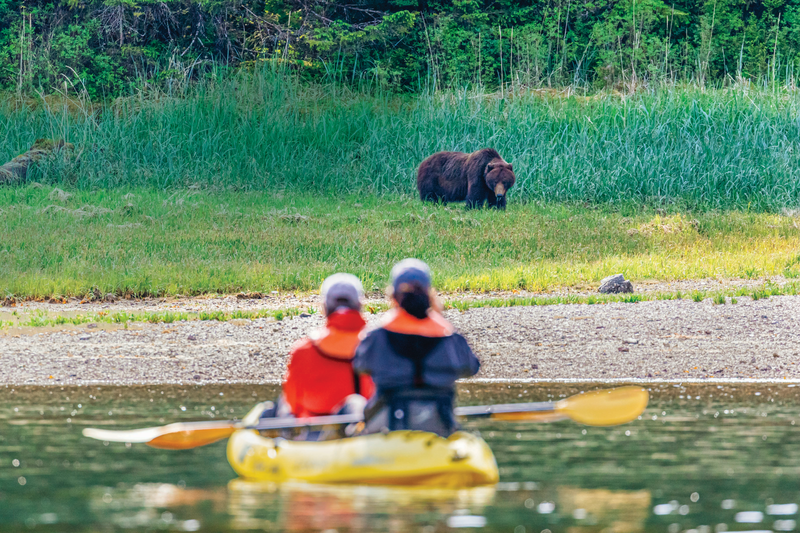 Guests kayaking are watching a brown bear from a safe distance in Pavlof Harbor in southeast Alaska, USA