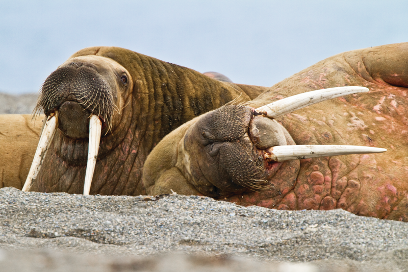 Adult male walrus (Odobenus rosmarus rosmarus) on multi-year ice floes off Bölscheöya Island in the Svalbard Archipelago in the Barents Sea, Norway. While isolated Atlantic males can weigh as much as 4,000 lb, most weigh between 1,500 and 3,500 lb. Females weigh about two thirds as much as males. The most prominent physical feature of the walrus is its long tusks, actually elongated canines, which are present in both sexes and can reach a length of over 3 ft and weigh up to 12 lb....