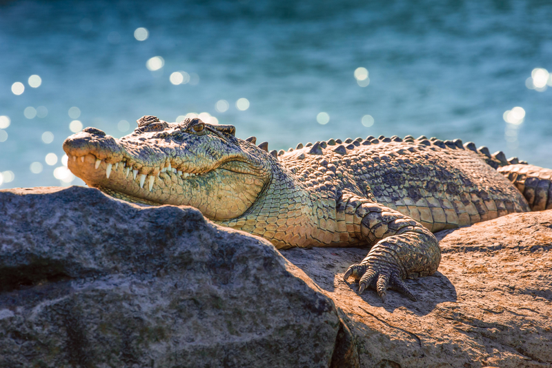 Salt Water Crocodile sunbaths on the rocks near Hunter River, Kimberly Region, Northwest Australia