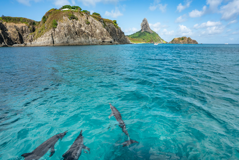 Beautiful view of Dolphins swimming with Morro do Pico, an amazing background at Fernando de Noronha sea, a Unesco World Heritage site, Pernambuco, Brazil.
