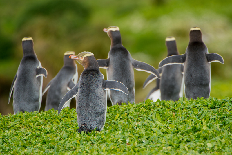 Yellow Eyed Penguins, showing the yellow markings on their heads, are common on  the outer islands of New Zealand. 