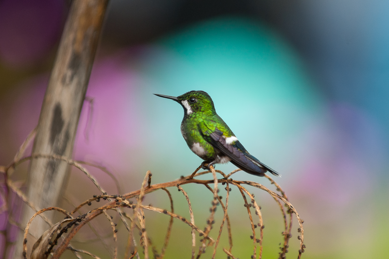 A female green thorntail hummingbird perches in a tree against a blue and pink background.