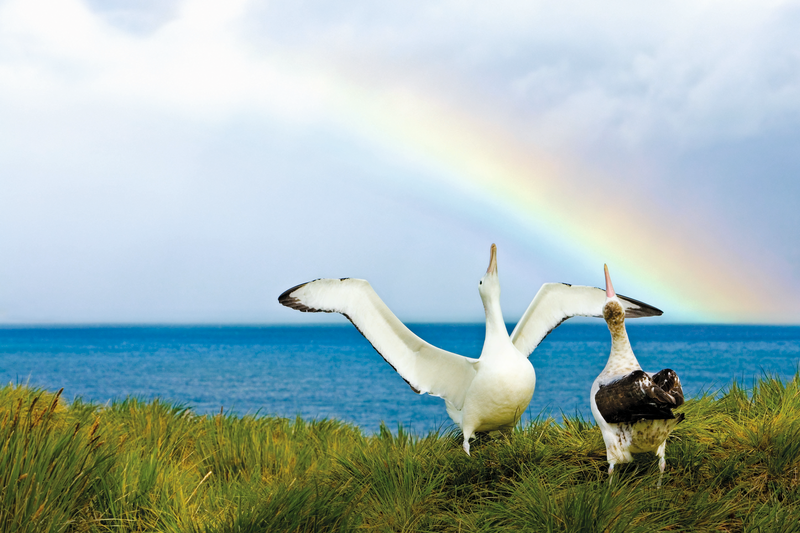 Wandering Albatross courtship display with rainbow in background at Prion Island, South Georgia