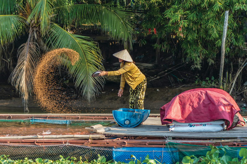 Woman feeding farmed fish on Binh Thanh Island at Sadec, Mekong River Delta, Vietnam