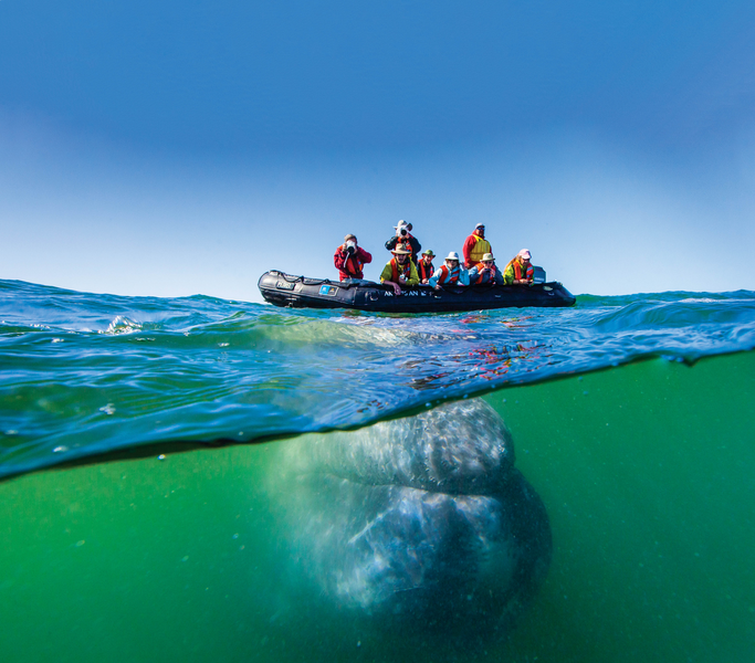 Guests exploring by zodiac have a upclose encounter with a California Gray Whale, in Magdalena Bay, Magdalena Island, Baja California, Mexico
