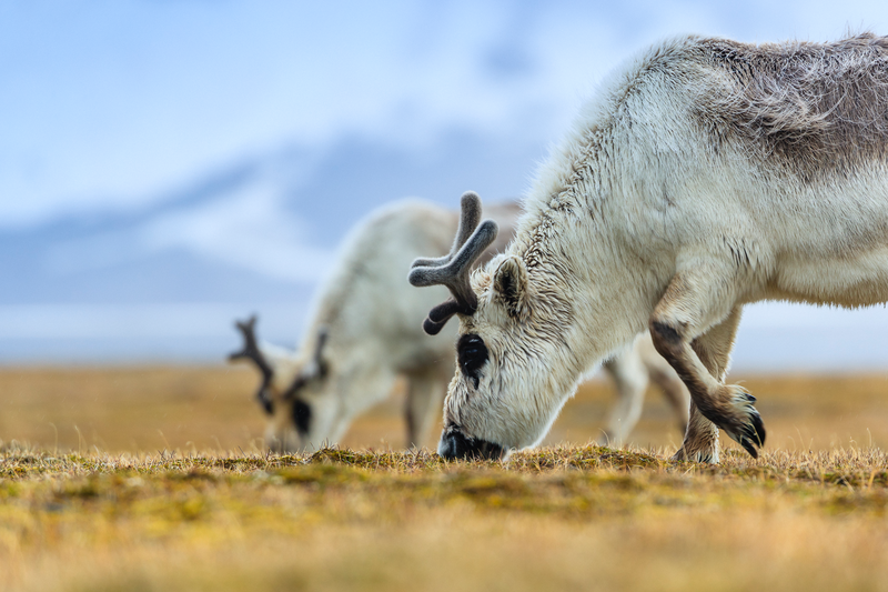 Svalbard Reindeer, Arctic Tundra, Edgeøya Island, Svalbard, Norway