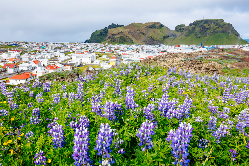 Wildflowers grow on a hill overlooking a village on Heimay Island. The largest island in the Westman Islands, Iceland
