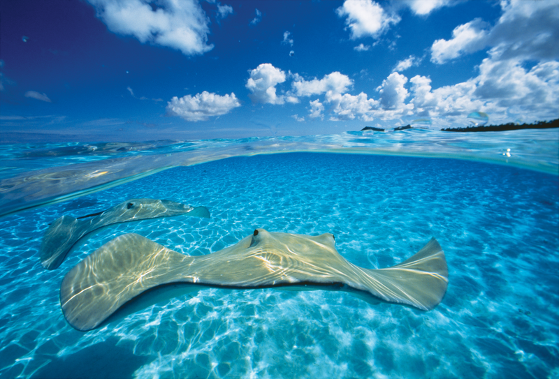 Two stingrays swim below the surface of the water in Tuamotu Islands, French Polynesia