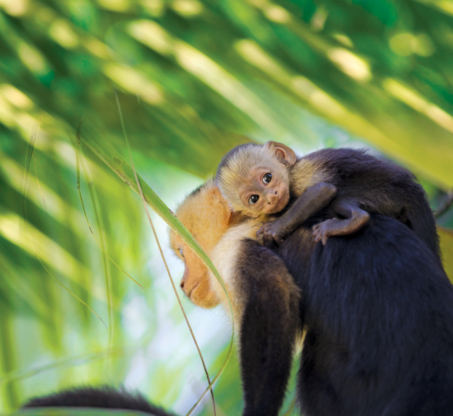 An adult and a juvenile brown capuchin monkey in Costa Rica
