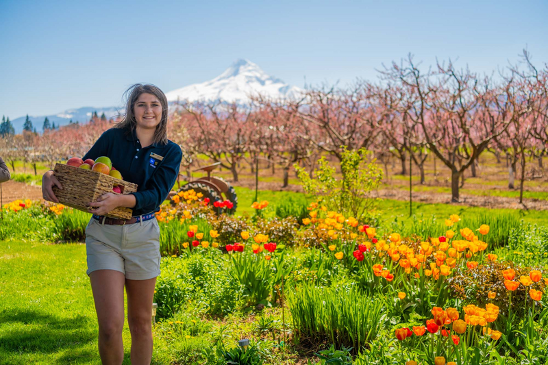 Crew mate apple picking at Draper Girls Country Farm, Oregon, USA