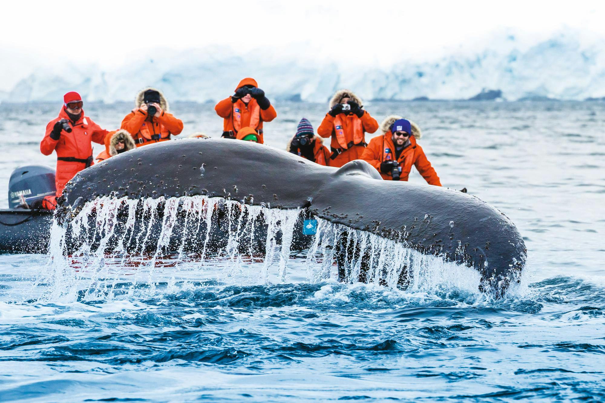 Guests exploring by zodiac have a thrilling encounter as a Humpback Whale dives and shows off his fluke at Paradise Harbor, Antarctic Peninsula, Southern Ocean, Antarctica.