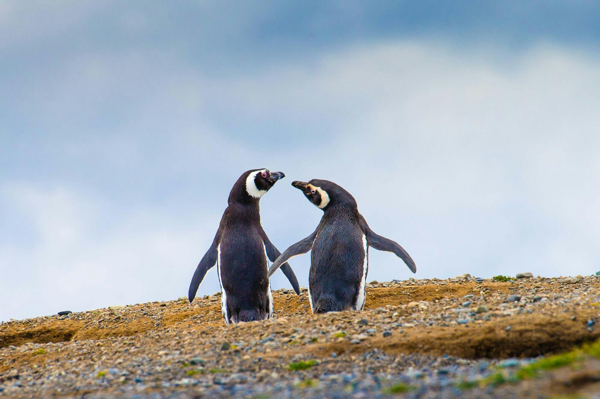 Two Magallenic Penguins in Isla Magdalena, Monumento Natural Los Pinguinos, Puerto Arenas, Patagonia, Chile