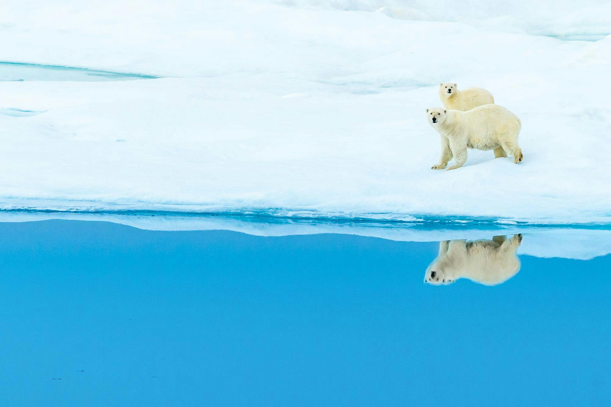 Two Polar Bear walking on pack ice with their clear reflection in the water of  Lancaster Sound, Nunavut, Arctic Canada