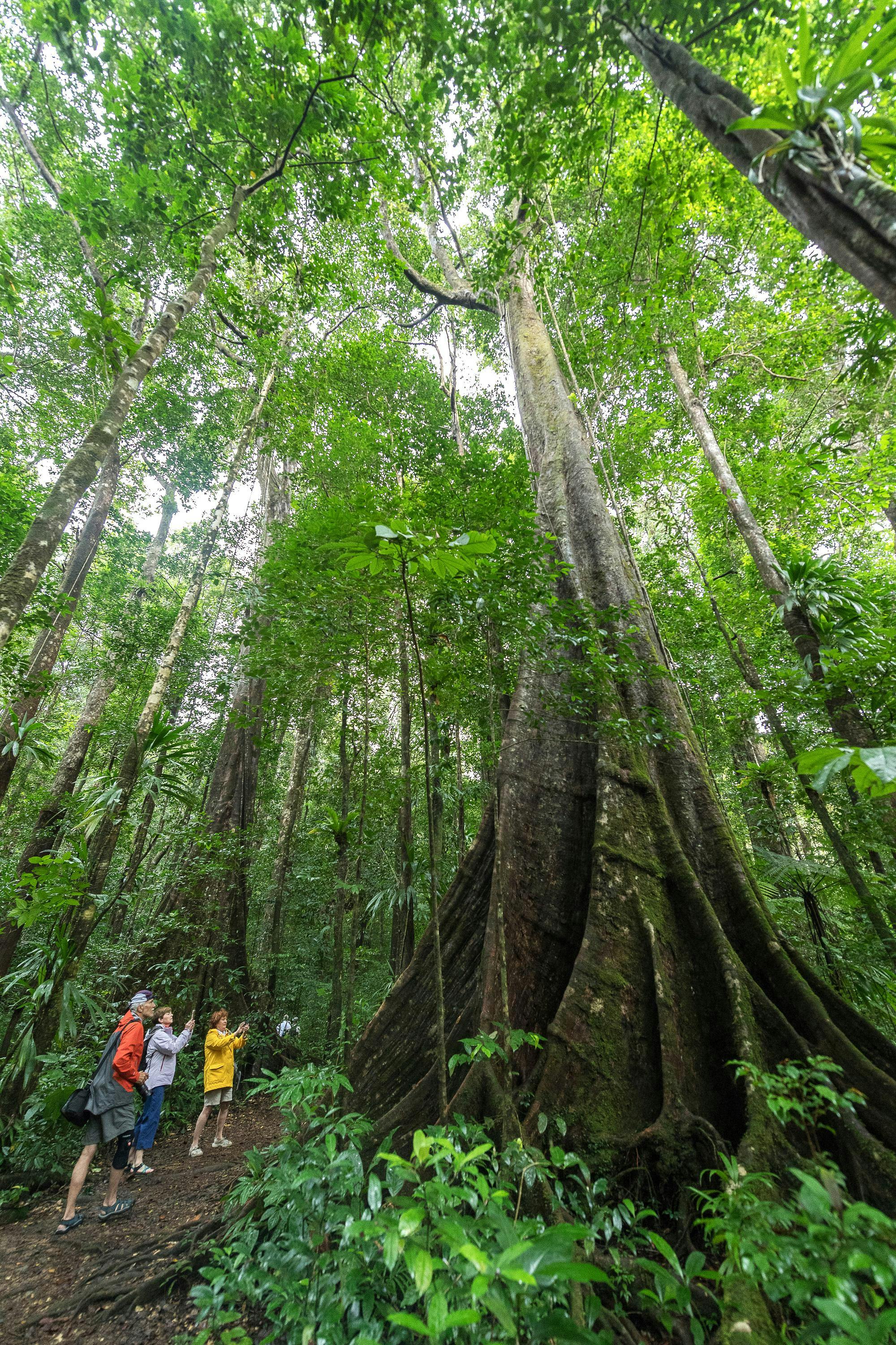 A group of hikers in Morne Diabloton National Park look up and take photos of a large Acomat Boucan tree in Dominica
