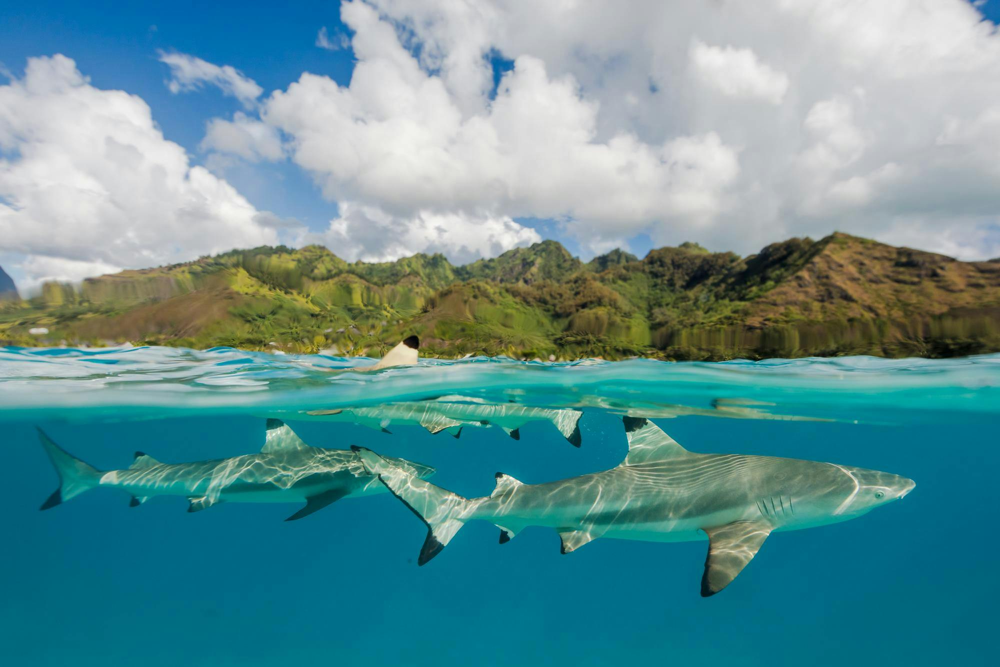 A school of Black Tip Reef Sharks, not considered dangerous to people, photographed while snorkeling at Moorea, Society Islands, French Polynesia.