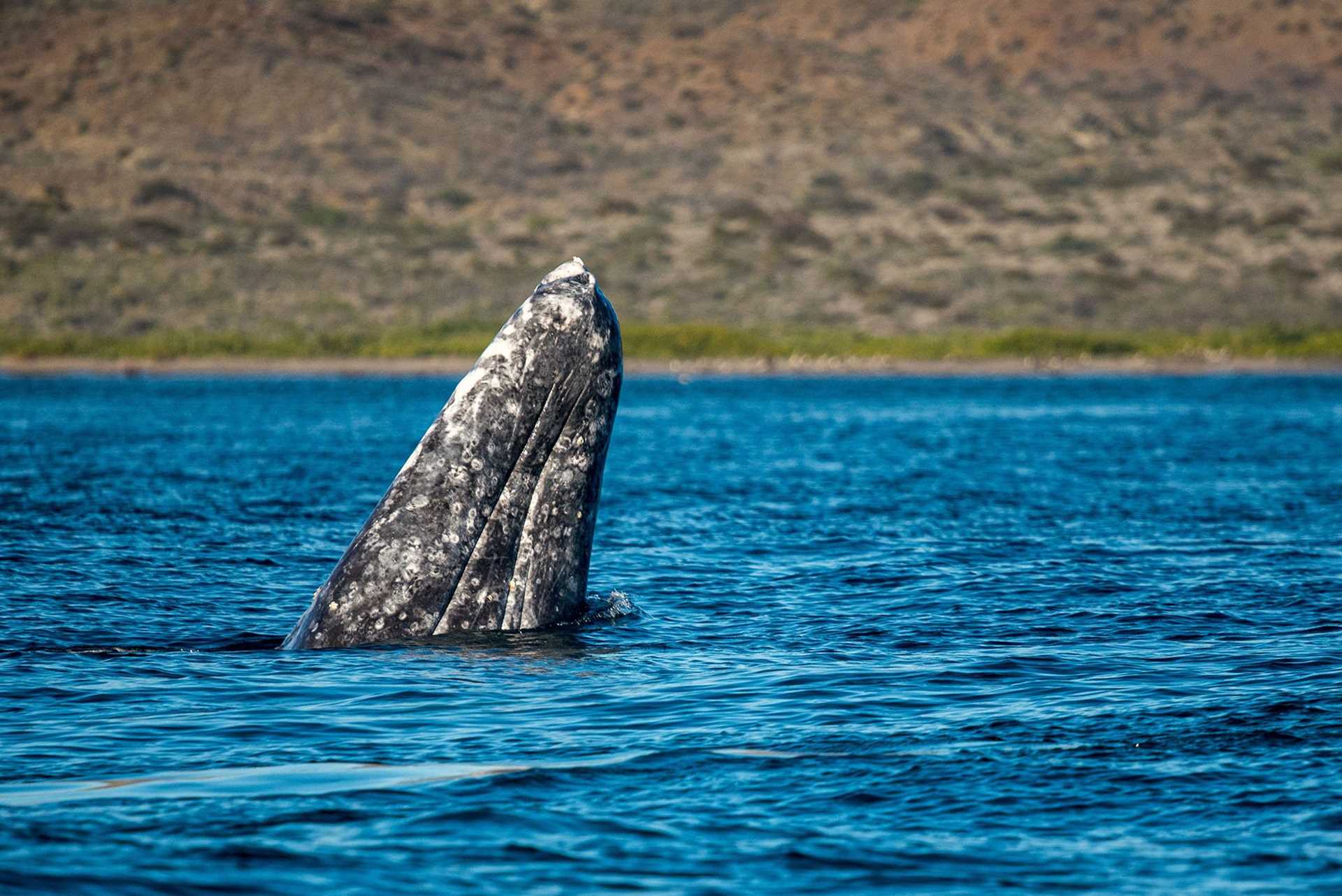 gray whale