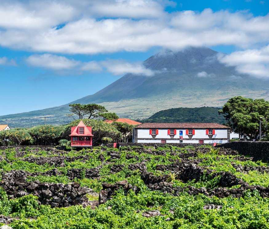Vineyard on Pico Island Azores.jpg