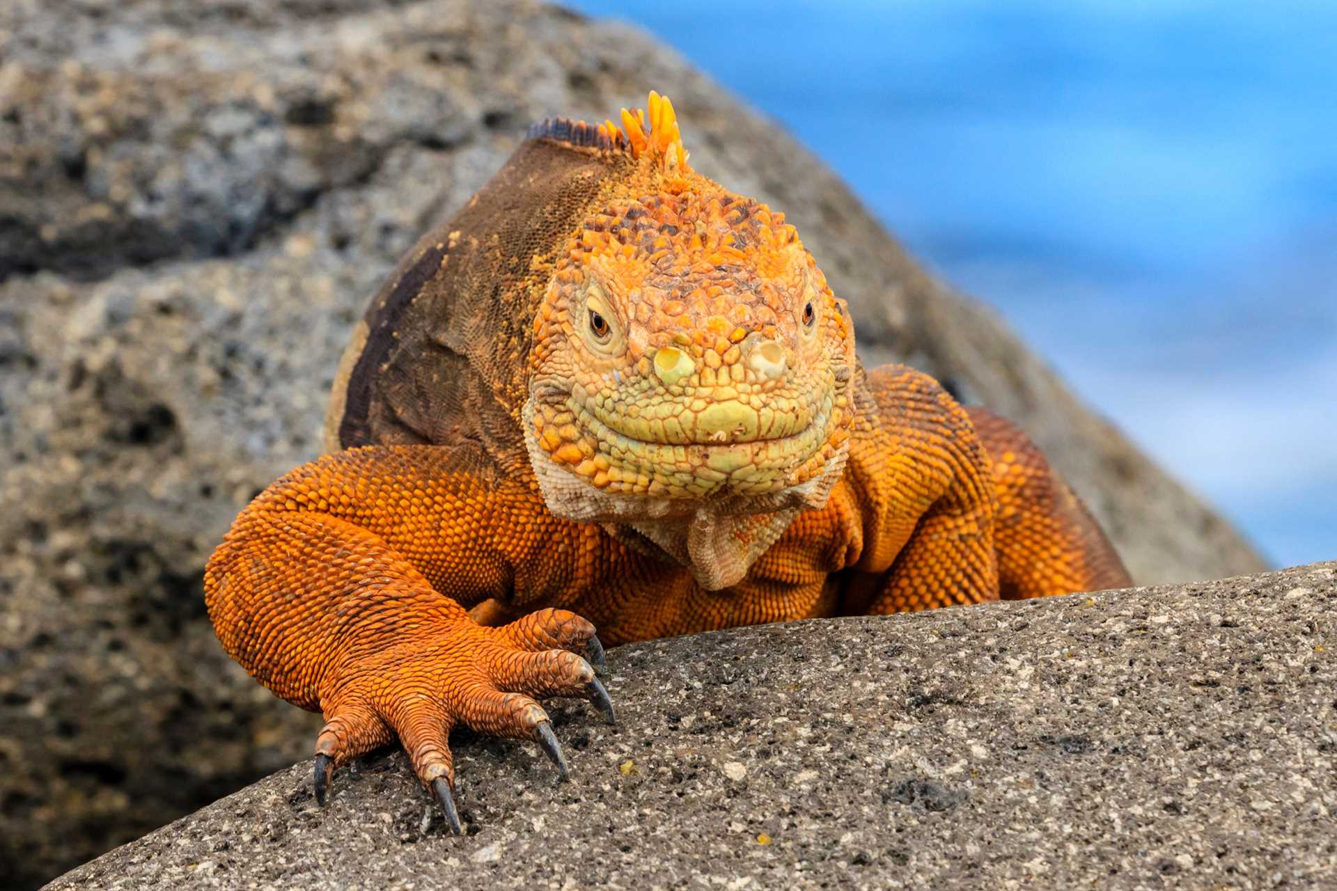 Land iguana on North Seymour Island, Galápagos