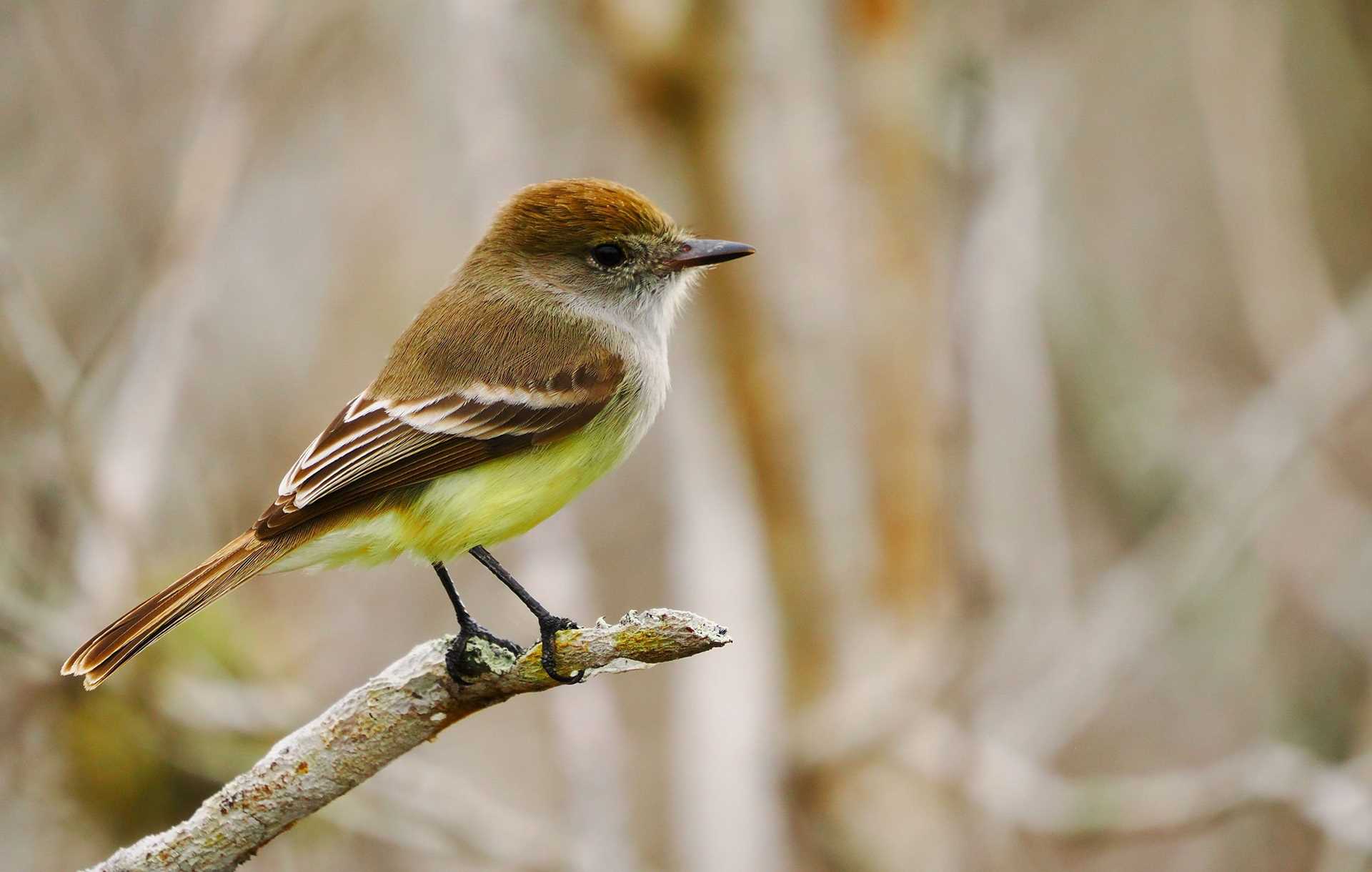 galapagos flycatcher perched on a branch