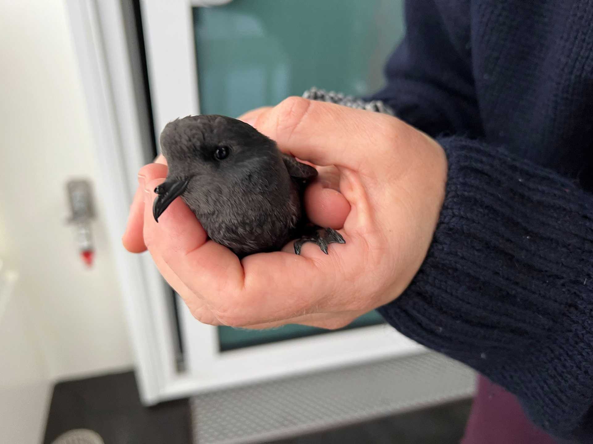 hands holding a baby bird