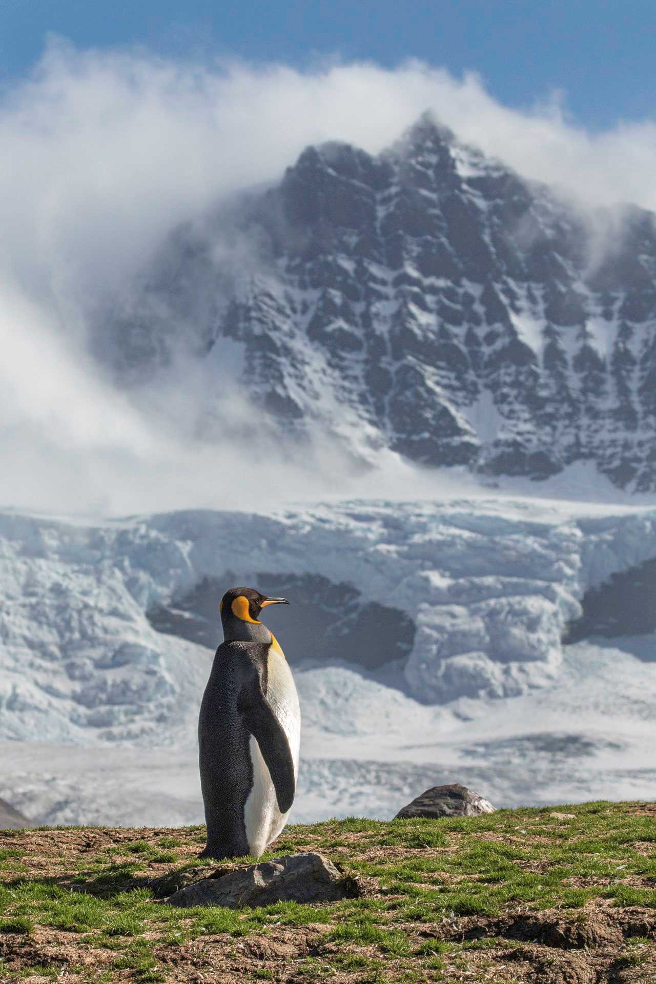 penguin in front of mountain