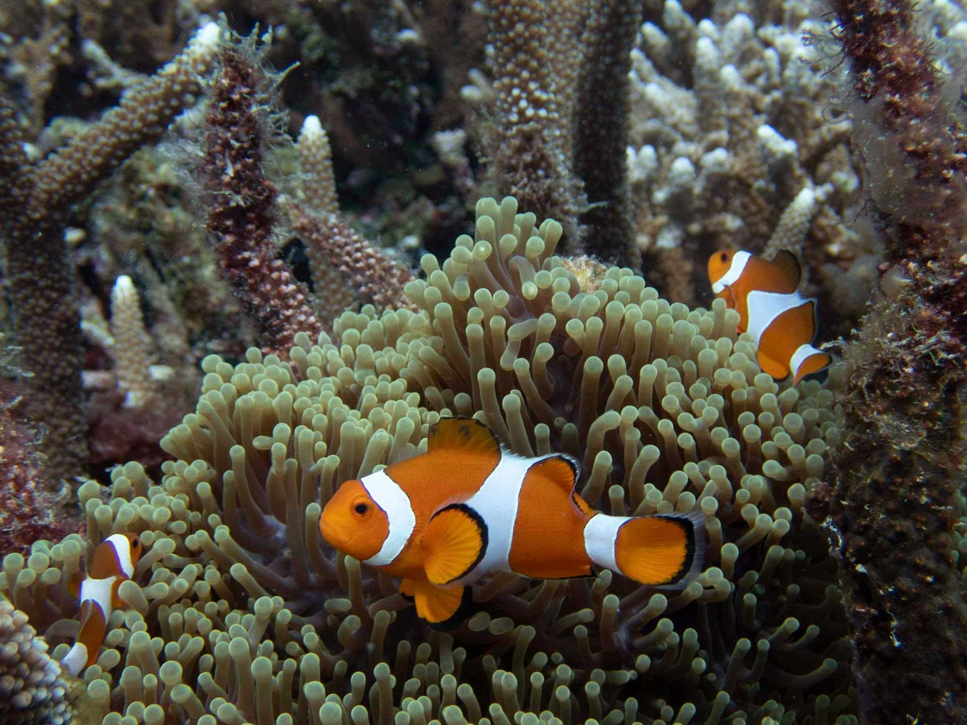 orange and white fish and yellow sea anemone