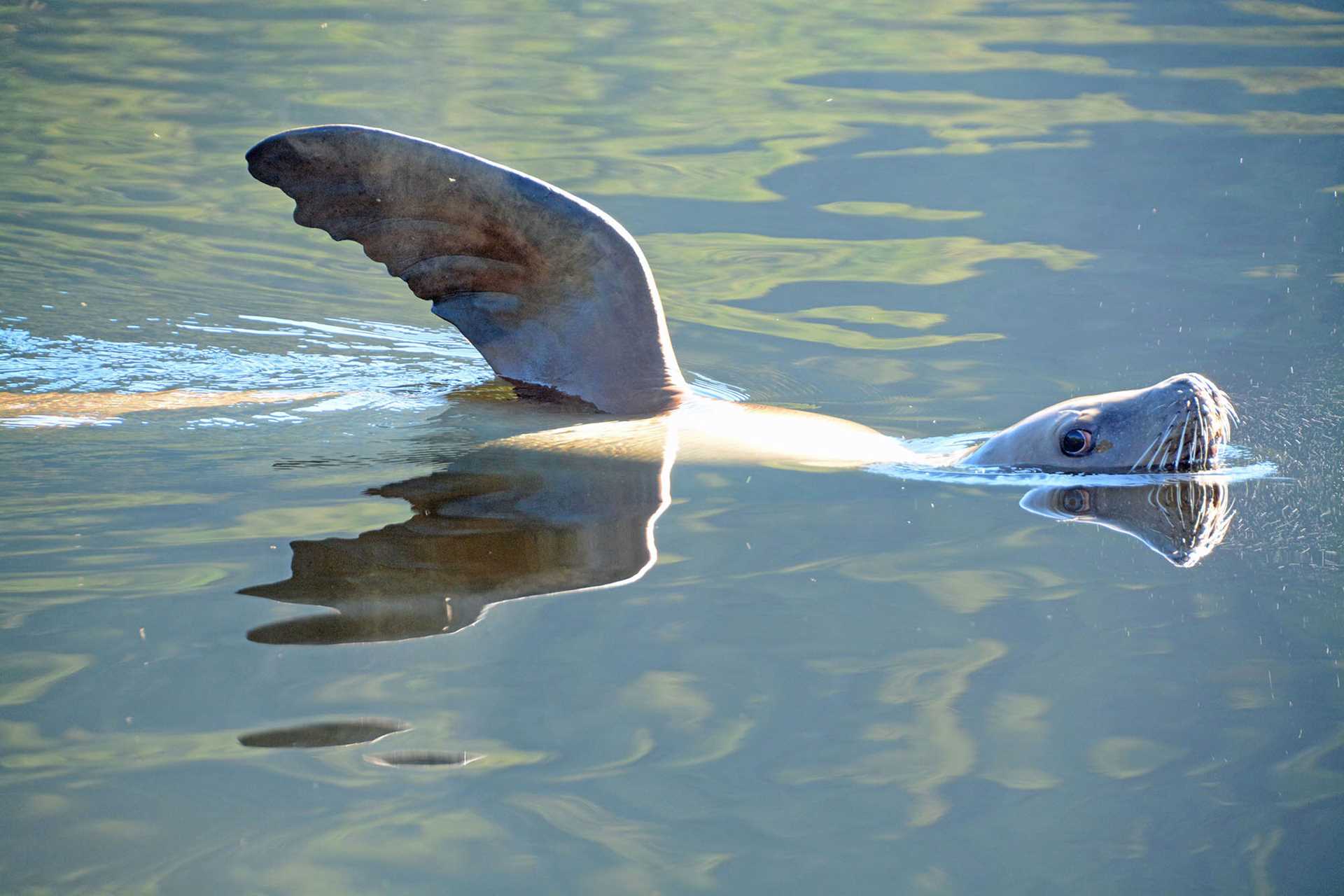 steller sea lion