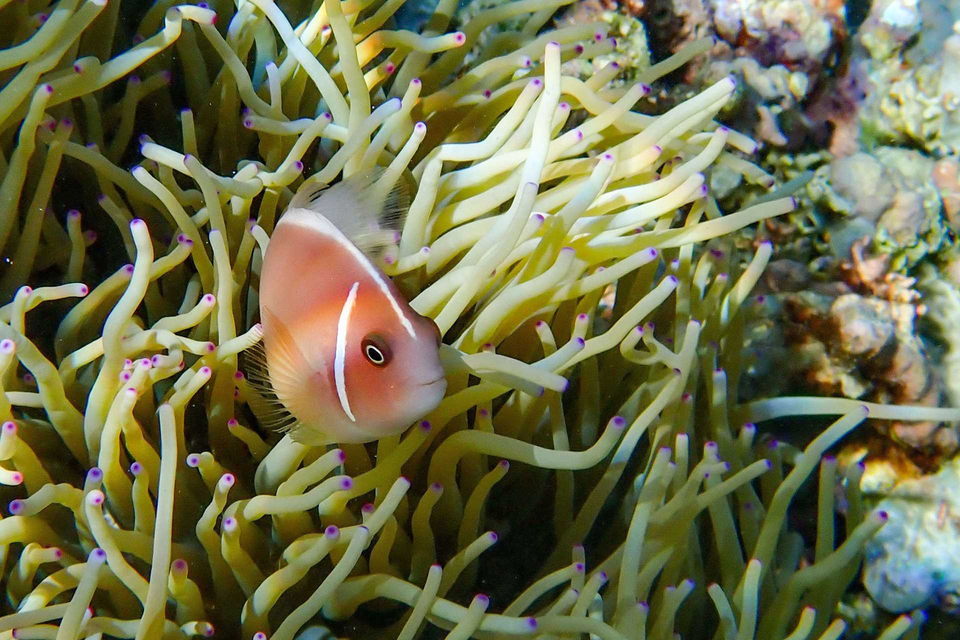 fish in coral reef