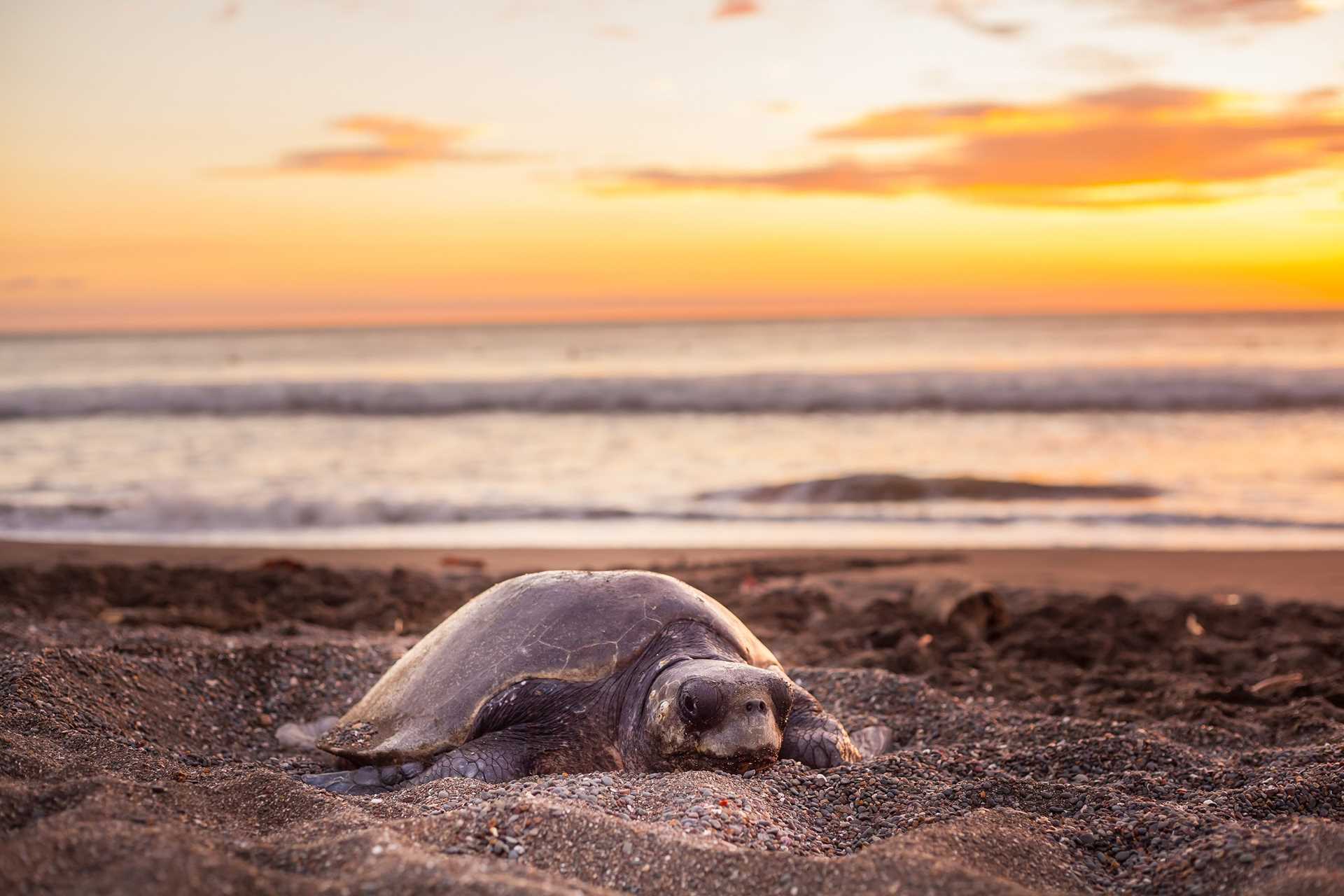Sea Turtle on the beach in Costa Rica.