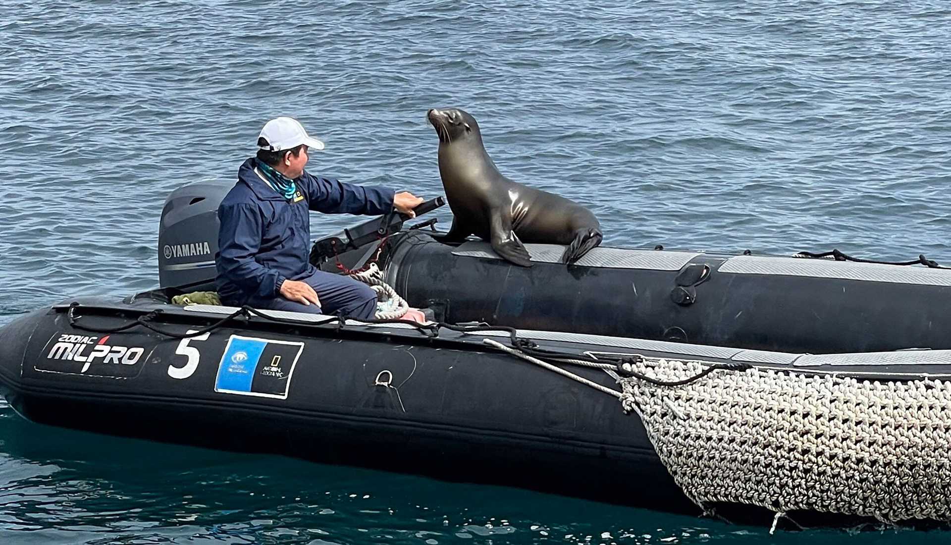 sea lion sitting on the side of a zodiac