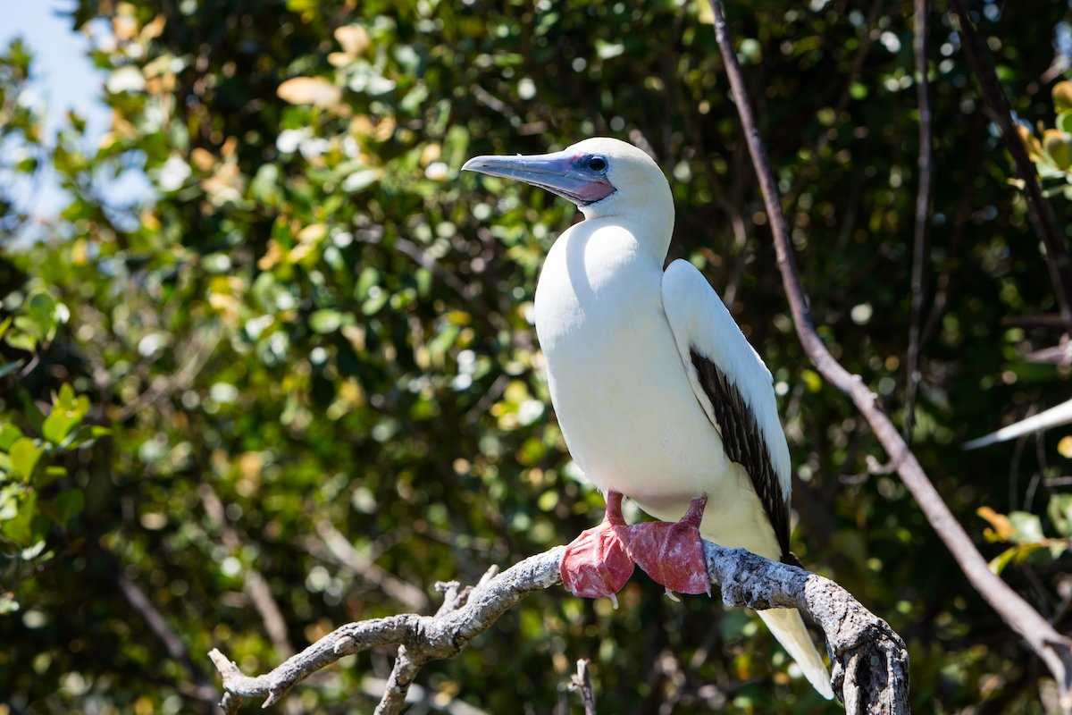 Red footed booby on Half Moon Caye.jpg