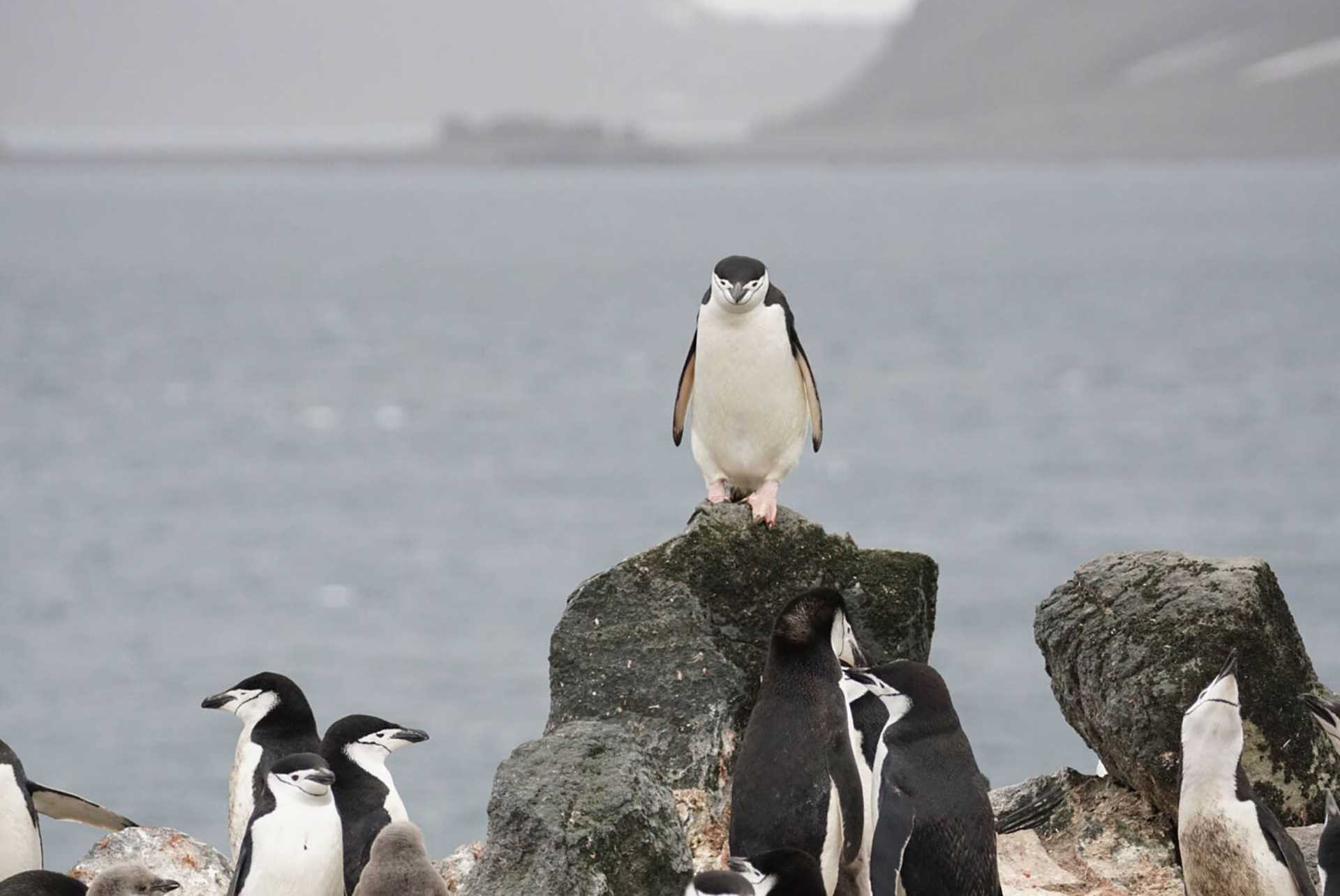 chinstrap penguin standing on a rock
