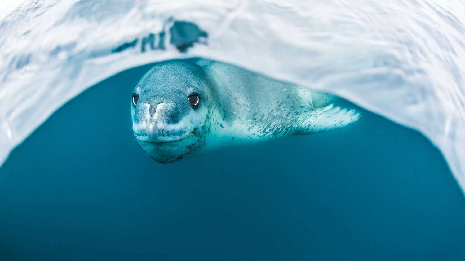 A seal just underwater underneath a glacier looks directly at the camera.