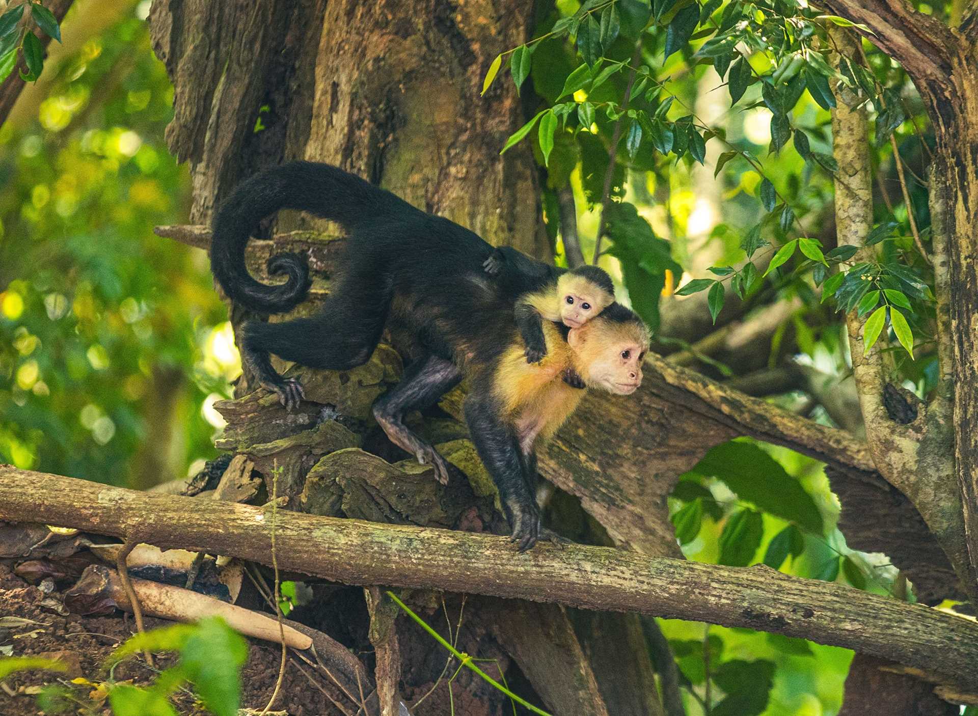 white-faced monkey carrying a baby on its back