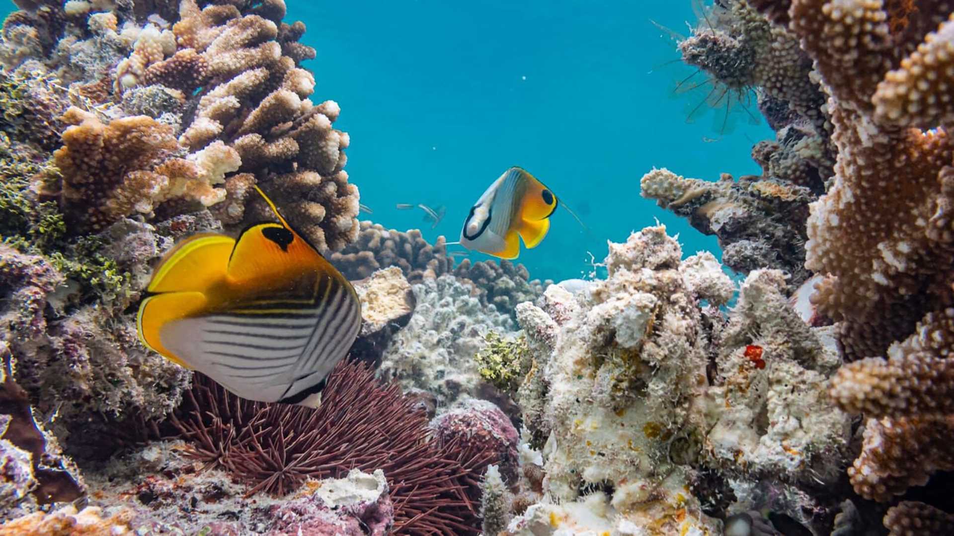 rainbow butterflyfish in a coral reef