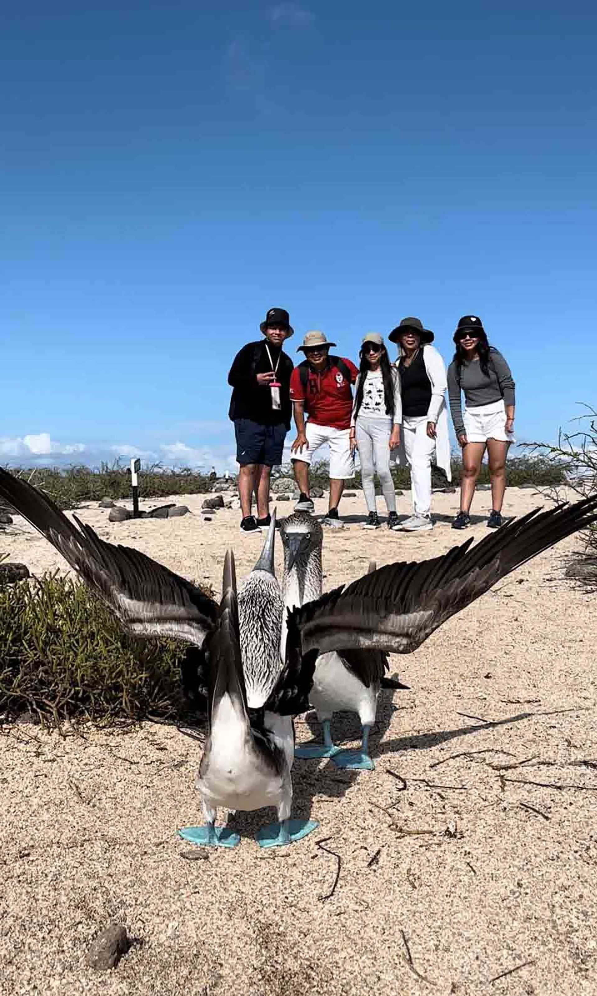 blue footed boobies performing in front of guests