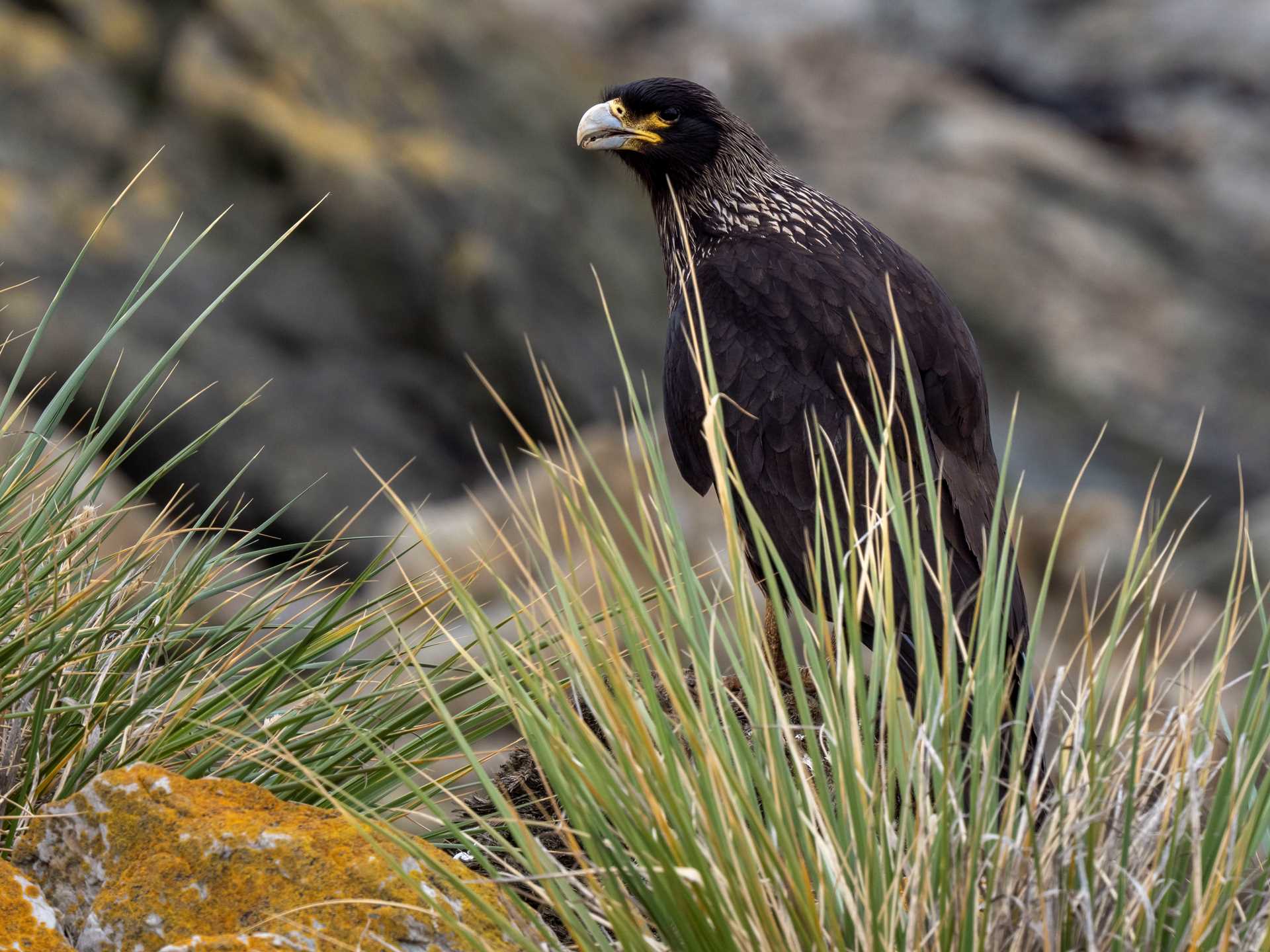 striated caracara