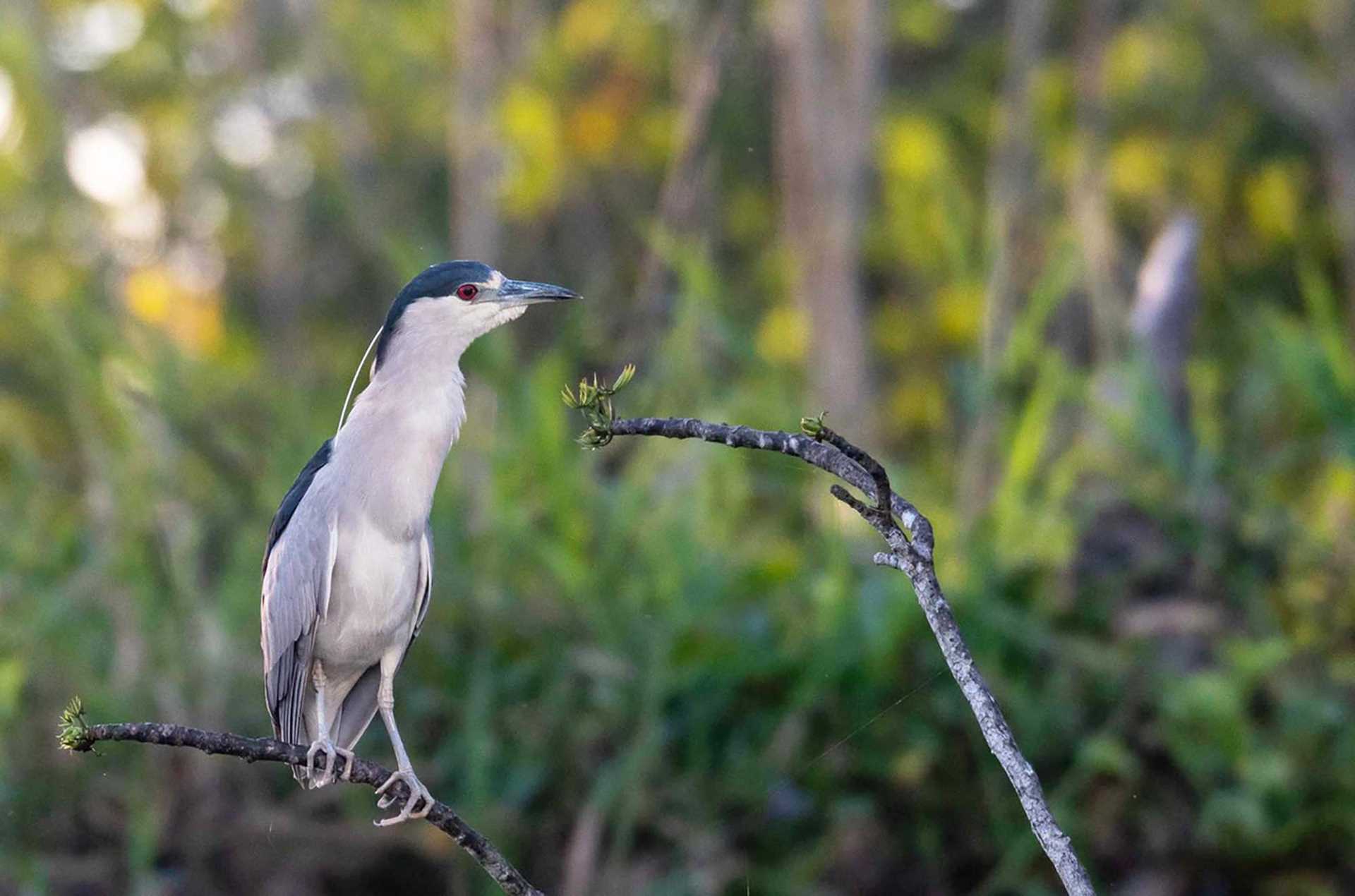 black-crowned night heron